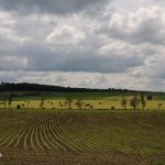Junges Maisfeld am Saar-Kohlekanal. im Hintergrund eine Baumreihe und bewaldeter Hügel.