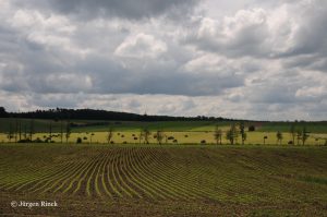 Junges Maisfeld am Saar-Kohlekanal. im Hintergrund eine Baumreihe und bewaldeter Hügel.