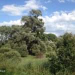 Grüne Wildnis unter blauem Himmel mit weißen Wolken