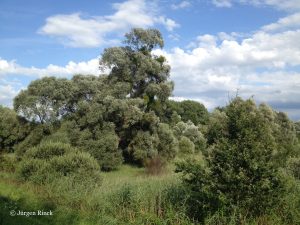 Grüne Wildnis unter blauem Himmel mit weißen Wolken