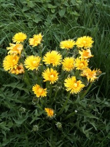 Löwenzahn-Ensemble mehrerer Blüten bilden eine Art Herz auf grüner Wiese.