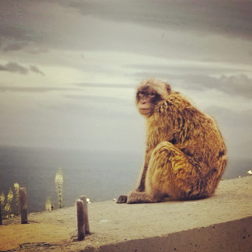 Berberaffe in Gibraltar