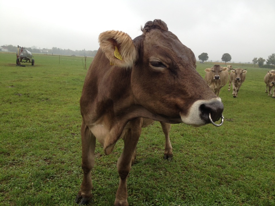 Eine braune Kuh wendet den Kopf nach rechts. Sie trägt einen Nasenring. 