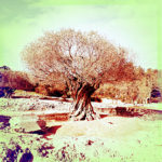 Dystopisches Retrofoto, quadratisch mit grünlichem Himmel und einem uralten, sich drehenden Olivenbaum