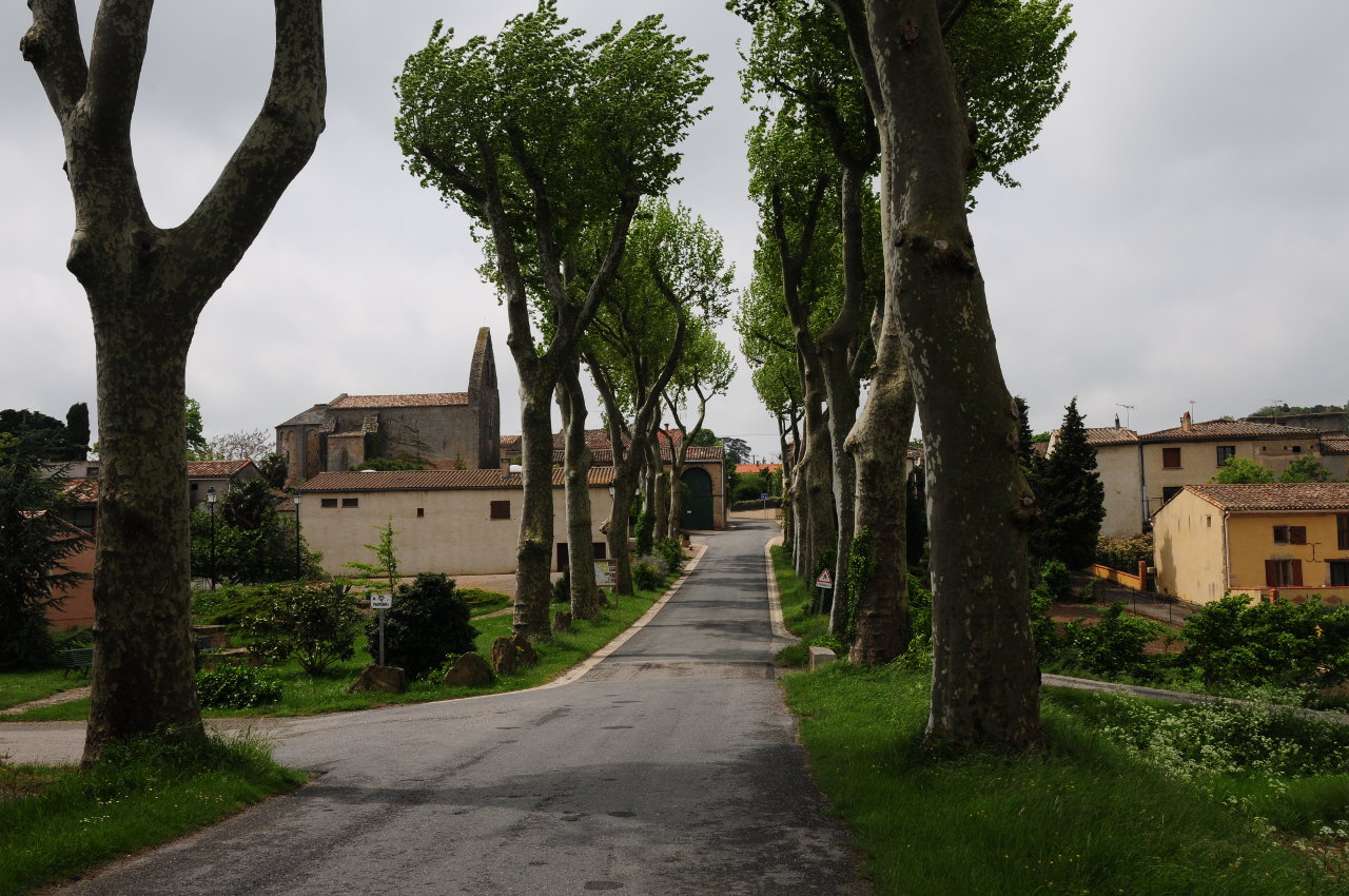 Schmale Straße durch eine frisch gestutzte beidseitige Platanenallee führt auf ein Dorf zu.