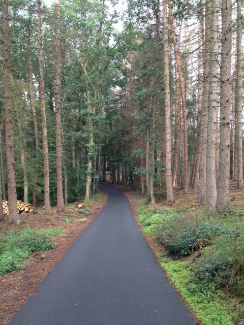 Neu aussehender, schwarzgeteerter Radweg, der mittig von vorne nach hinten durch einen Nadelbaumwald führt.