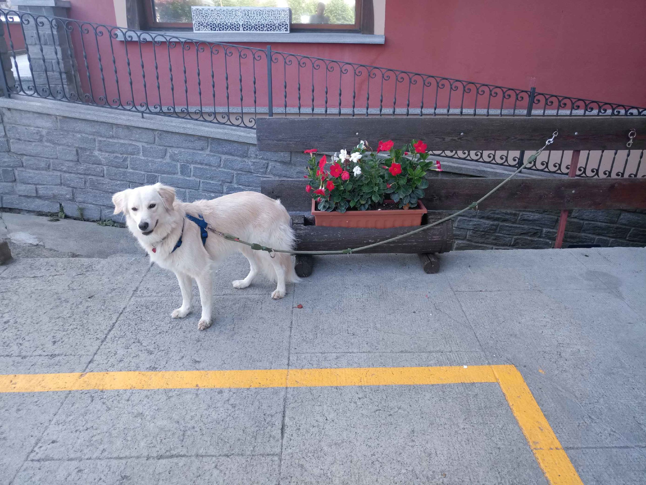 Kleiner weißer Hund angeleint an einem Gitter hinter einem Geranienblumentopf steht wartend und schaut in die Kamera