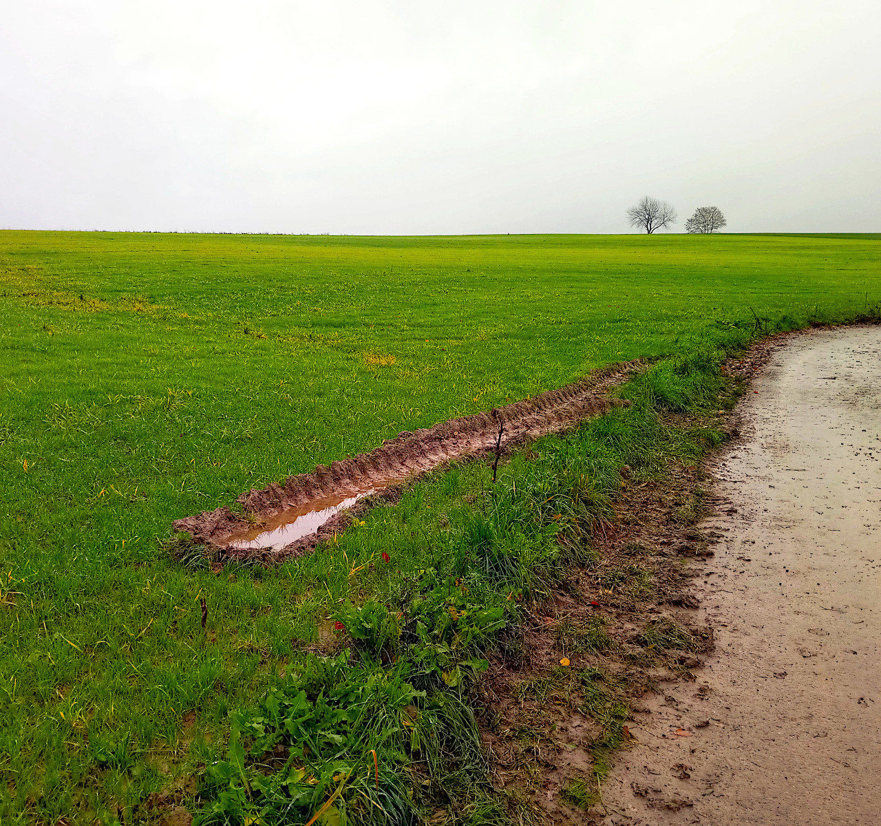 Das Bild zeigt eine junge Ackerfläche mit saftigem Grün, in die vom rechten Bildrand, an dem ein Hauch Teerweg zu erkennen ist, eine tiefe Reifenspur hinein ragt. Am hellen, diesigen Horizont stehen zwei kahle Laubbäume.