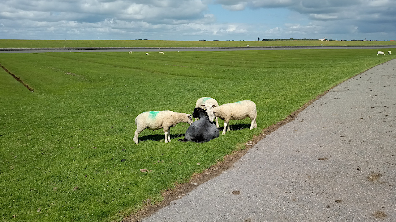 Drei weiße Schafe stehen im Kreis um ein schwarzes Schaf, das auf einer grünen Deichwiese liegt.