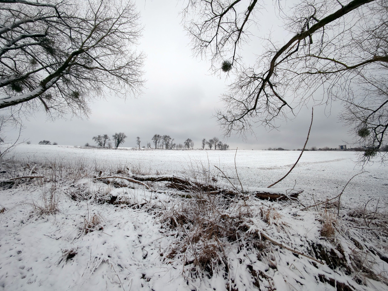 Winterlandschaft im Weitwinkel. Blick unter kahlen, von Misteln bewachsenen Ästen hindurch auf eine ferne Zeile Obstbäume in schneebedecktem Feld.