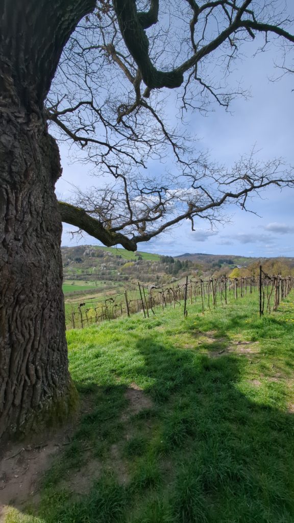 Links der Stamm einer Eiche, sehr dick. Kleine Äste ragen ins Bild und zeigen scheinbar in die Ferne über einem grünen Tal eines kleinen Flüsschens
