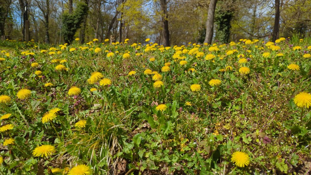 die unteren vier Fünftel des Bildes zeigen eine saftige Wiese mit Löwenzahnblumen. Unscharf ragt darüber ein frühlinghaft noch nicht sehr belaubtes Wäldchen, durch dessen Geäst blauer Himmel schimmert.