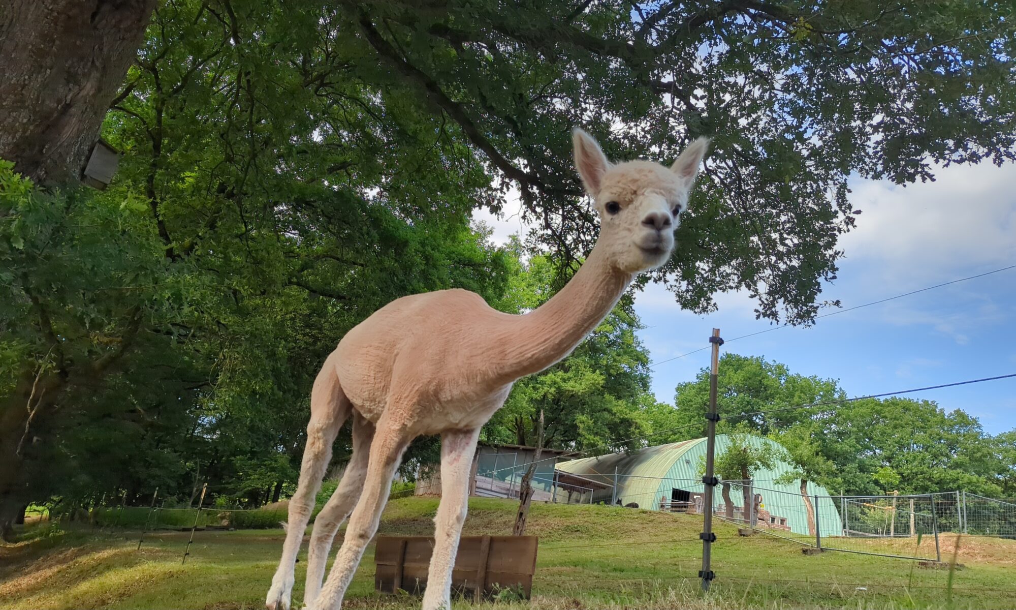 Ein hellbraunes, fast weißes Alpaca schaut in dieser Aufnahme aus der Froschperspektive in die Kamera. Es steht auf einer von Laubbäumen überwachsenen Weide. Im Hintergrund ist ein tunnelförmiges Stallgebäude.
